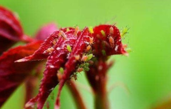 最好消灭腻虫的方法有哪些?