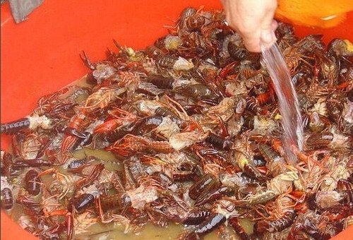 小龙虾怎么清洗？