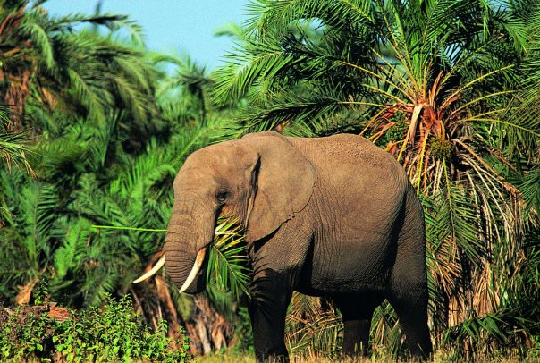 南非一只大象突然冲向卡车吓懵司机，大象会对人类展开攻击吗？