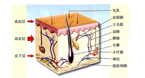 生姜真的可以防脱发？