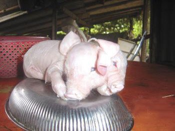 基因变异猪的介绍