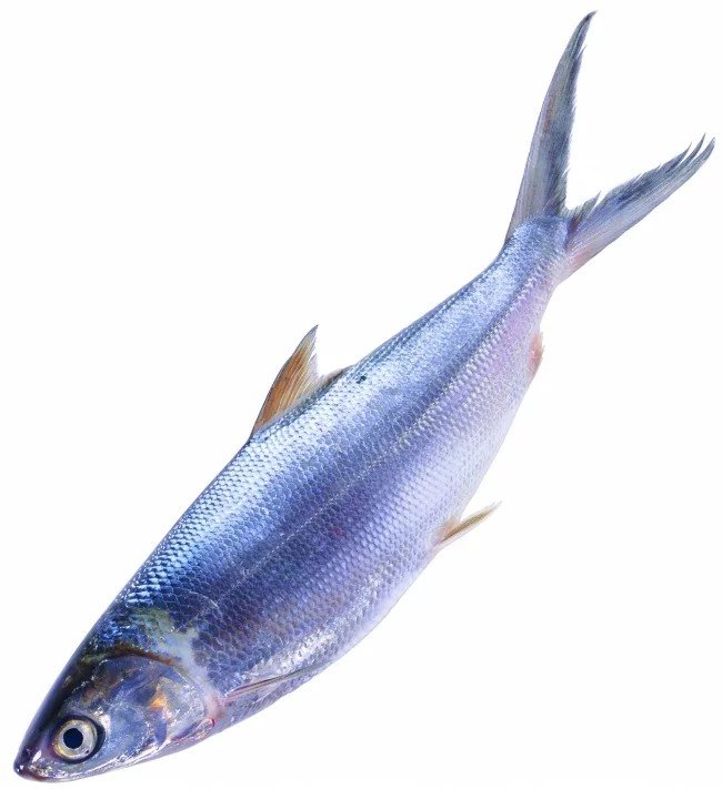 沙丁鱼有什么营养价值