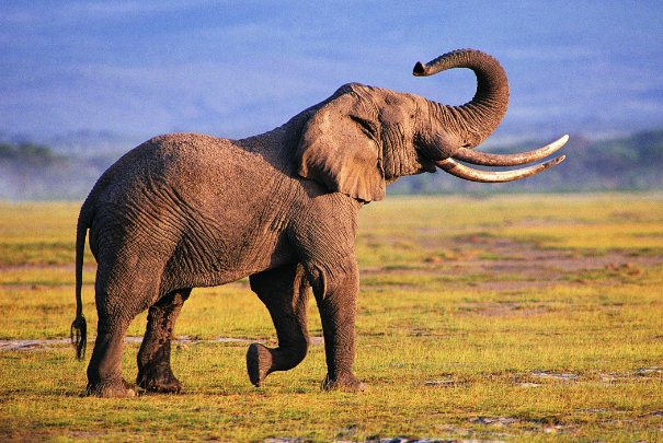 南非一只大象突然冲向卡车吓懵司机，大象会对人类展开攻击吗？