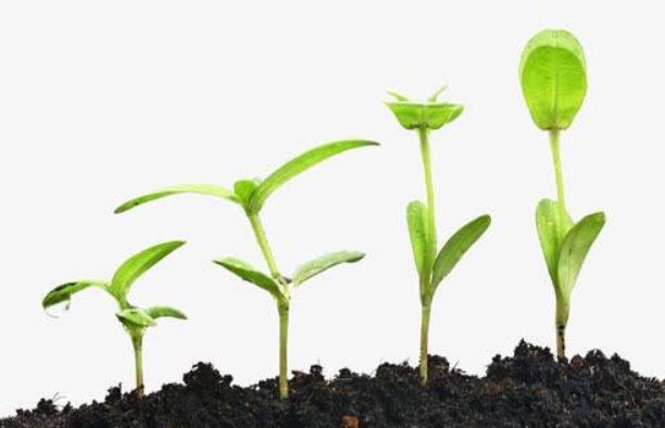 个人成长经历范文