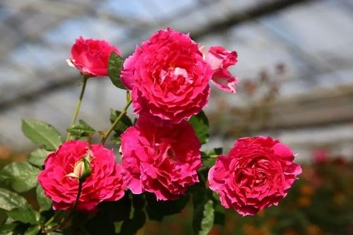 丰花月季与红帽子月季区别