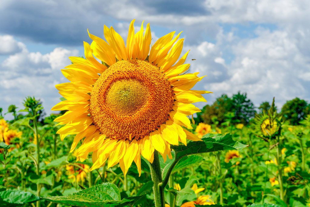 向日葵的根、茎、叶、花、果的外形特征