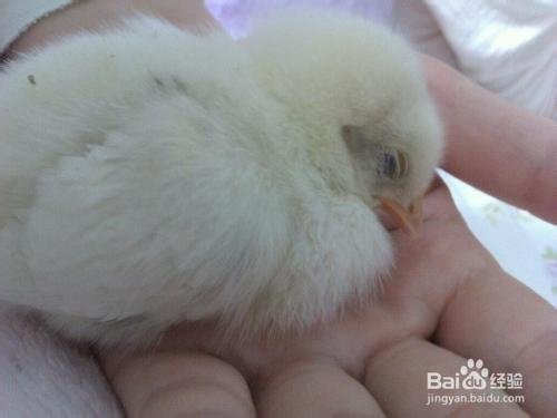 禽流感病毒如何预防啊?