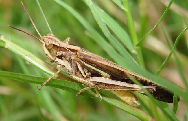 蝗虫怎么养殖？