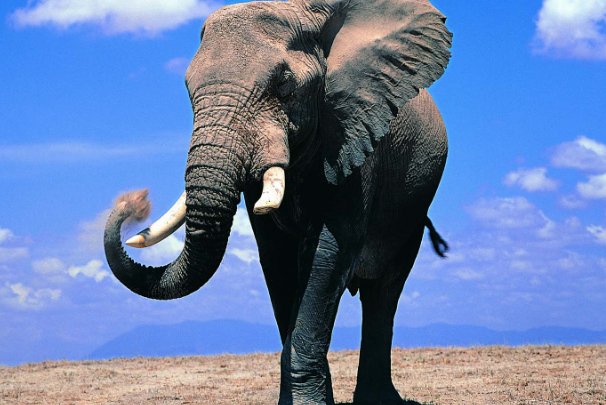 南非一只大象突然冲向卡车吓懵司机，大象会对人类展开攻击吗？