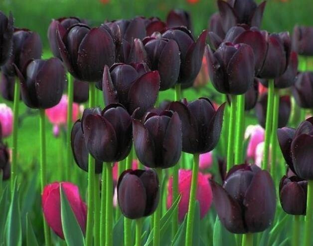 自然界黑色的花有哪些