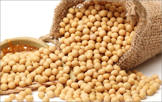 降脂最快的十种食物