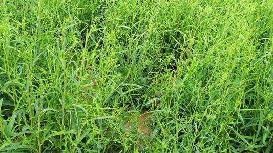 柴胡怎样做种子处理？