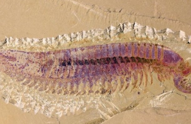 四不像动物被发现，它究竟长什么样？