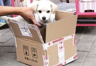 中通快递因宠物盲盒被约谈，这意味着什么？