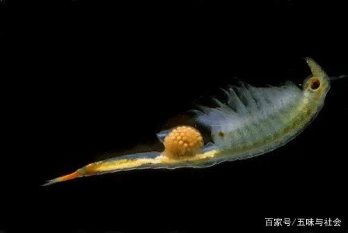 江苏连云港发现2亿年前物种仙女虾，这种虾到底长什么模样？