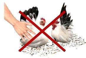 禽流感病毒如何预防啊?