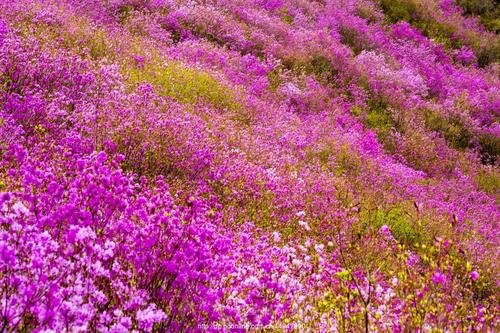 金达莱是什么花？