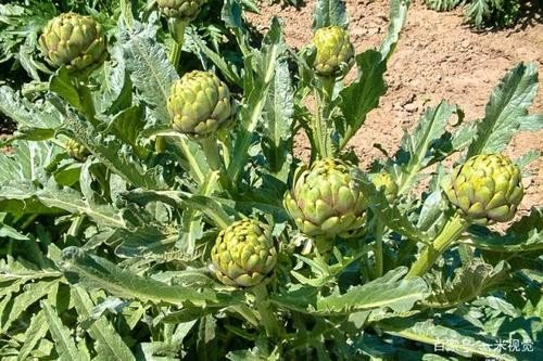 洋蓟是什么东西