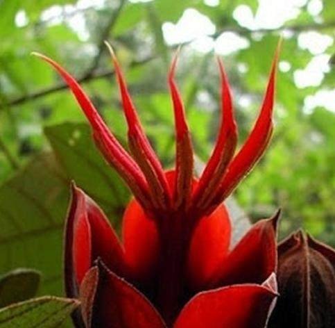 世界上有哪些奇花异草？