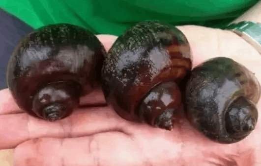 福寿螺竟疯狂入侵洱海？这到底怎么回事？