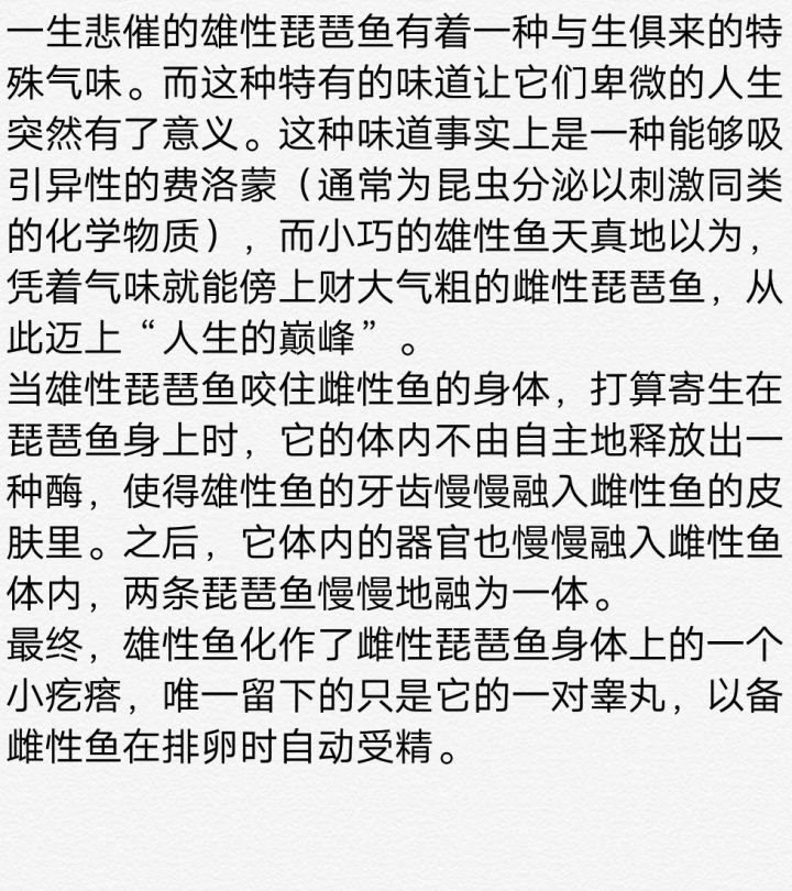 谁能详细介绍一下琵琶鱼。