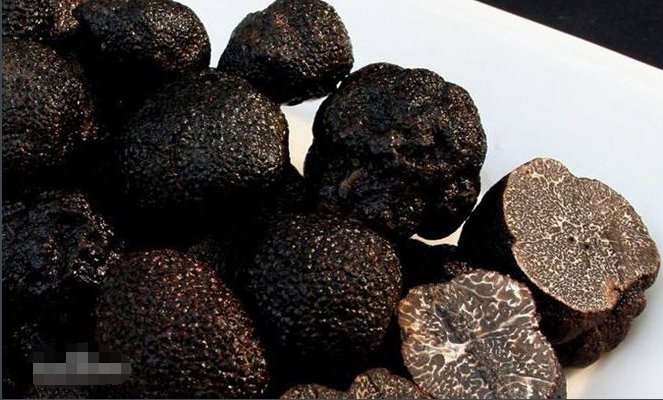 黑松露的中国产地