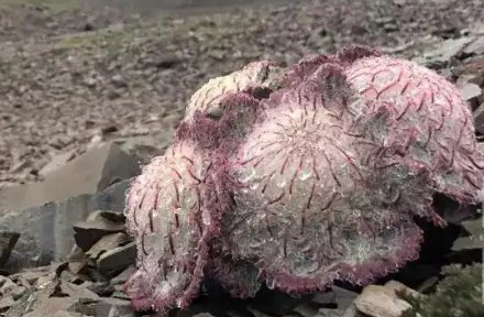 网络主播采摘濒危“水母雪兔子”被封号！这件事给予我们哪些警示？