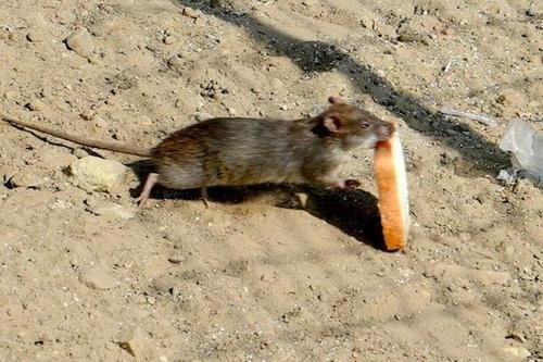 老鼠为什么又叫耗子？