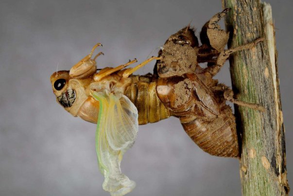 金蝉脱壳是什么含义，有何典故？