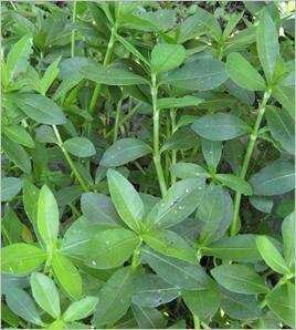 知道过江龙是什么意思吗。