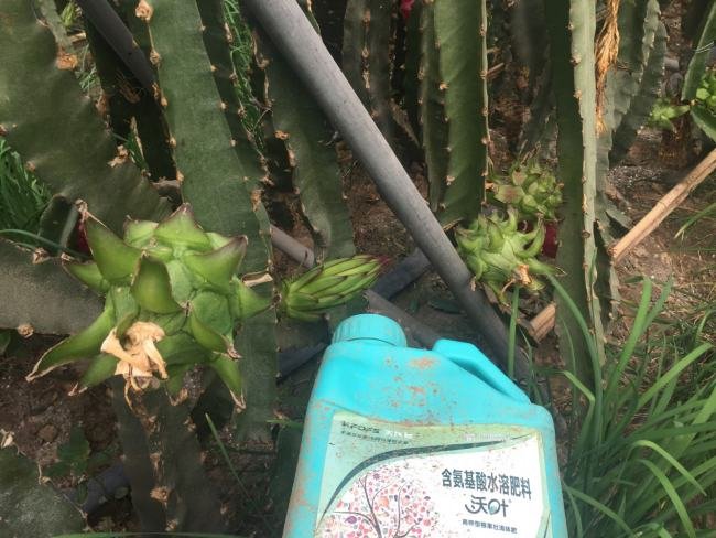 火龙果怎么种植方法视频