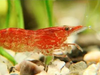 台湾盛产什么东西？