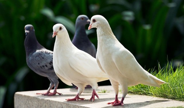 鸽是什么意思?很多网友说鸽了是什么意思?