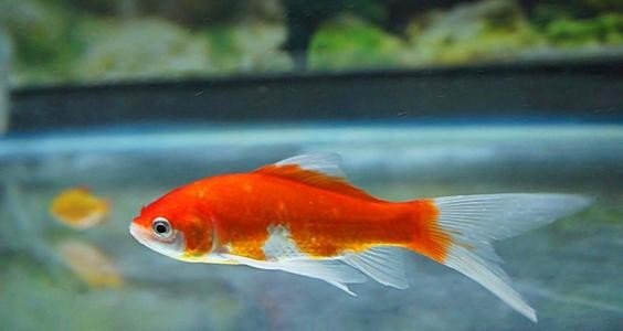 金鱼是怎样演变来的