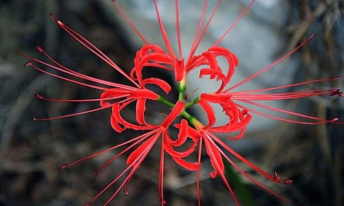 情人节送花，各种花的花语是什么？