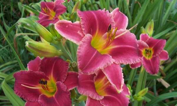 Rosy是什么意思？