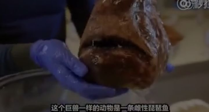 谁能详细介绍一下琵琶鱼。