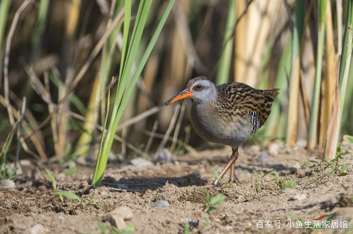 秧鸡现在是保护动物哦，它有哪些价值？