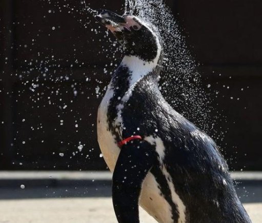 世界企鹅日已经到来，世界企鹅日告诉我们该怎么对待企鹅？