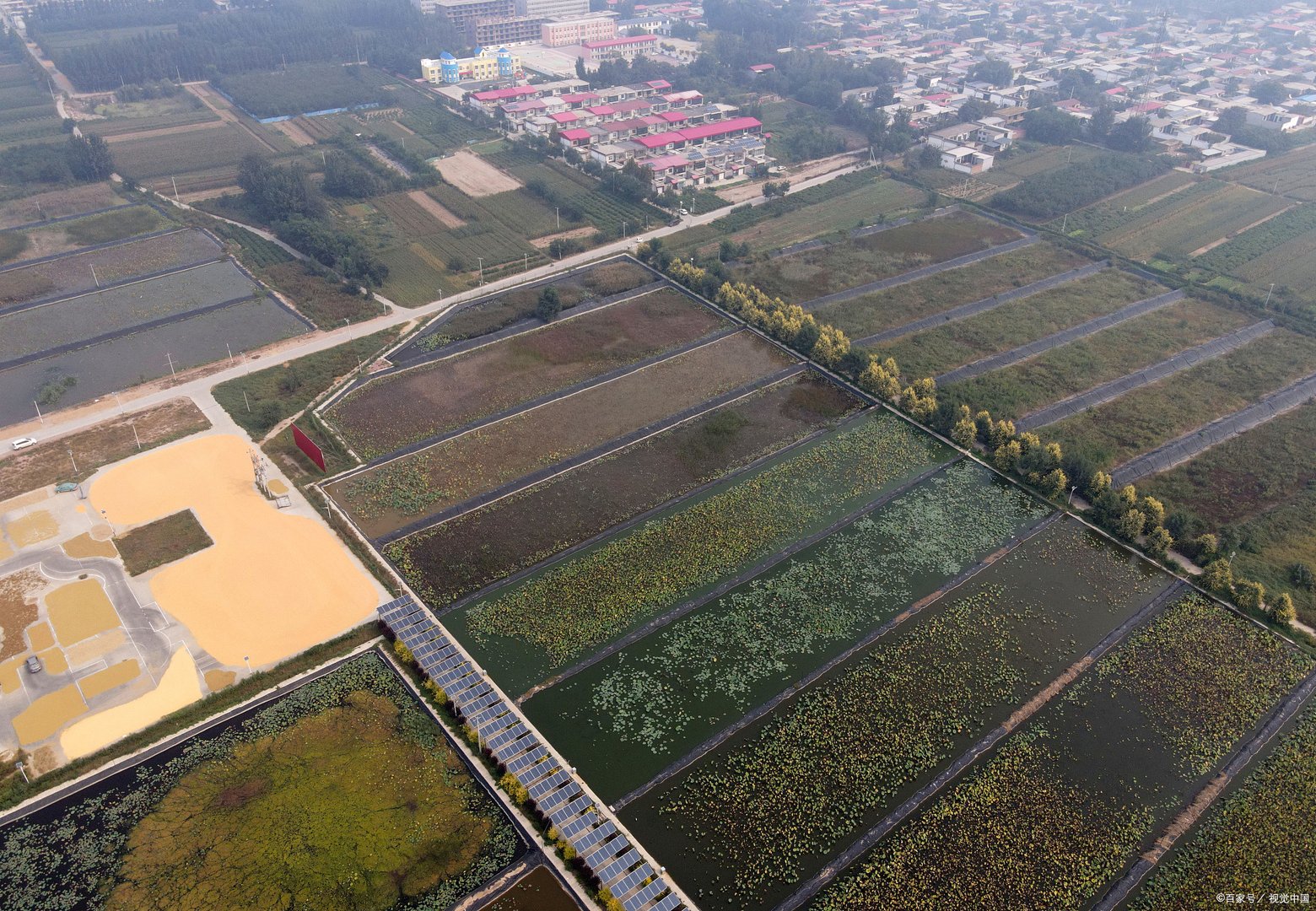 在农村养殖黄鳝的时候，该如何培育种苗？