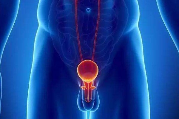 膀胱在什么位置