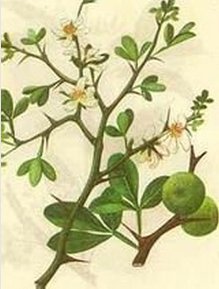 臭鸡蛋树学名是什么？