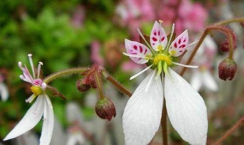 世界上有哪些奇花异草？