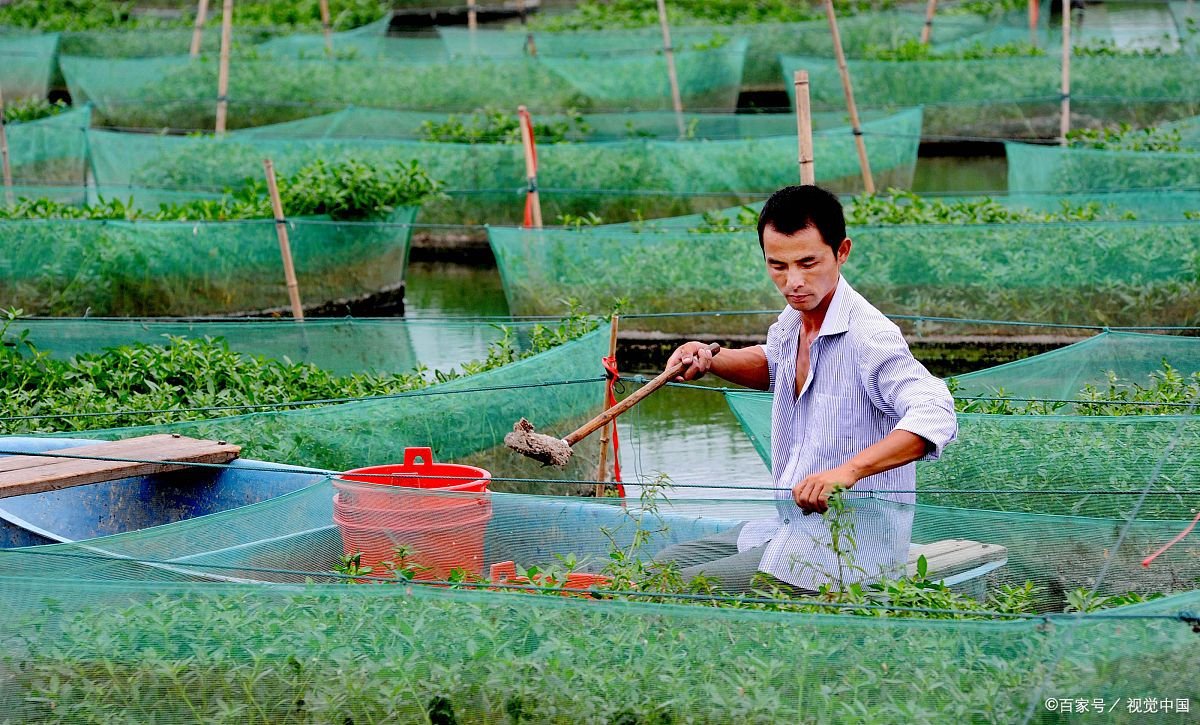 在农村养殖黄鳝的时候，该如何培育种苗？