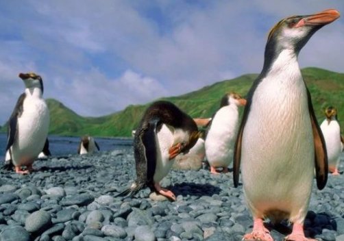 世界企鹅日已经到来，世界企鹅日告诉我们该怎么对待企鹅？
