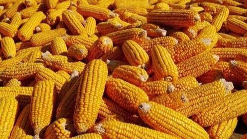 2020年玉米价格暴涨，玉米的缺口究竟有多大？