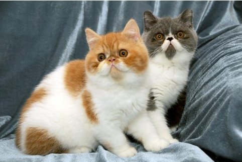 加菲猫多少钱一只？