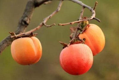 润肺的食物有哪些？