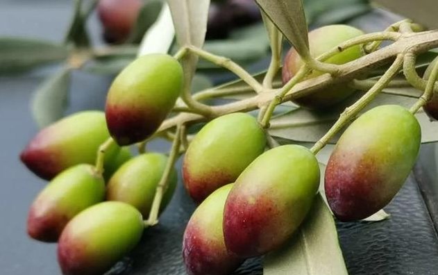 橄榄油什么牌子好