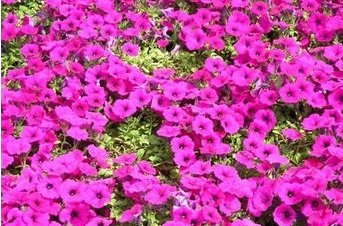 花期长的花有哪些